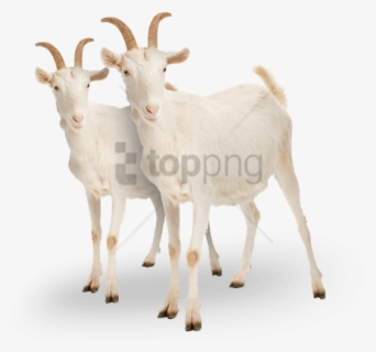 Free Png Goat Png Png Image With Transparent Background - White Goat, Png Download, Free Download