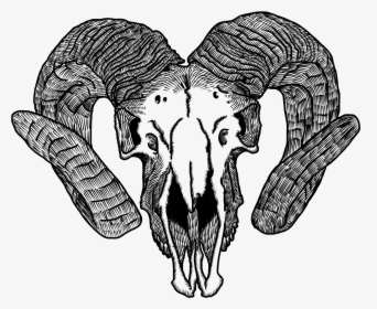 Saos Goat Skull 2012 08 14 00 34 21 - Goat Skull Drawing Png, Transparent Png, Free Download