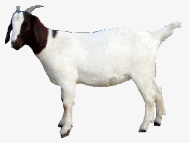 Goat Png Transparent Images - Got Animal Pic Png, Png Download - kindpng