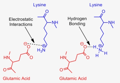 Revisited Glutamic Acid Lysine Salt Bridge - Salt Bridge Protein, HD Png Download, Free Download