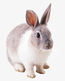 Baby Easter Bunny Png Photo - Rabbit Png, Transparent Png, Free Download