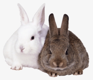 Transparent Background Rabbits Png, Png Download, Free Download