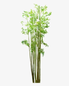 Bamboo Png Image - Transparent Background Bamboo Plants Png, Png Download, Free Download