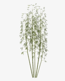 Japanese Bamboo Plant Png, Transparent Png, Free Download