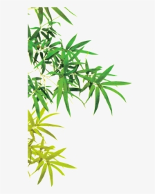 This Graphics Is Beautiful Picture Of Bamboo Leaves - Bamboo Leaves Png, Transparent Png, Free Download
