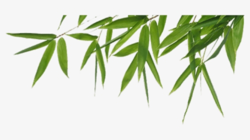 Bamboo Png Transparent Images - High Resolution Bamboo Leaves, Png Download, Free Download