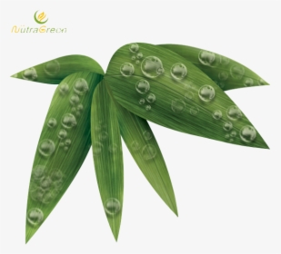Bamboo Leaf Png Photos - Bamboo, Transparent Png, Free Download