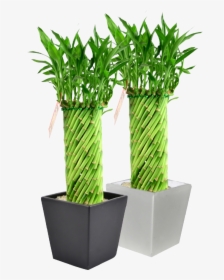 Bamboo Plants Png - Lucky Bamboo Plant Designs, Transparent Png, Free Download