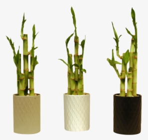 Pot Plant Png Bamboo, Transparent Png, Free Download