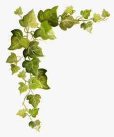 Common Ivy Vine Clip Art - Transparent Background Vines Clipart, HD Png Download, Free Download