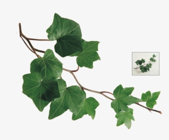 Common Ivy Leaf Plant Vine - Ivy Leaf Watercolor Png, Transparent Png, Free Download