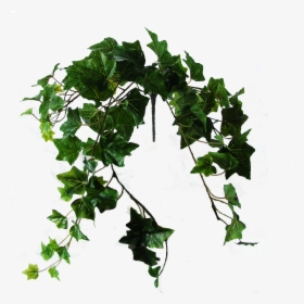 Flowerdutchess Ivy Green 60cm - Ivy Green Png, Transparent Png, Free Download