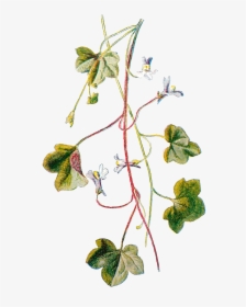 Flower Wildflower Clipart Image Botanical Art Digital - Vintage Ivy Png, Transparent Png, Free Download
