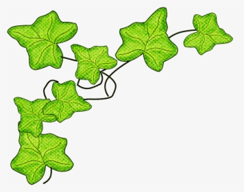 English Ivy Flower Art, Greenery, Ivy, Grass, Clip - Vigne Dessin Transparent, HD Png Download, Free Download
