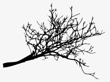 Branch Tree Twig Woody Plant - Tree Branch Png Free, Transparent Png, Free Download