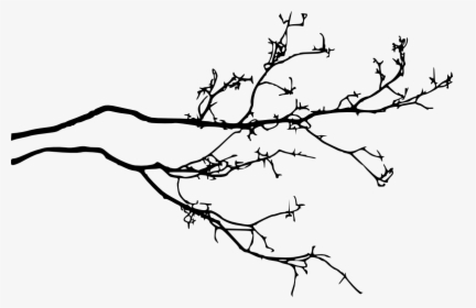 Transparent Branch Png - Transparent Tree Branches Png, Png Download, Free Download