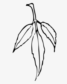 Leaves Plant Tree Branch Png Image - Neem Leaves Black And White, Transparent Png, Free Download