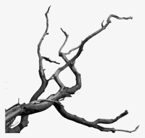 Dead Tree Cartoon - Bare Tree Branch Png, Transparent Png, Free Download