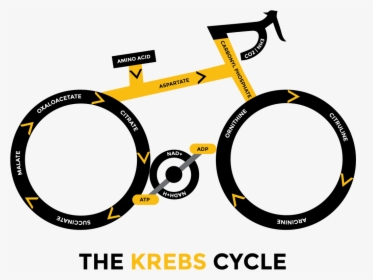 Cycle, Kill Cancer With Oxygen And Ketogenic Diet Health - Krebs Bicycle, HD Png Download, Free Download
