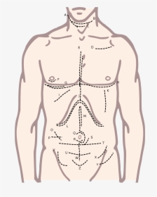 Clip Art Surgical Incision Wikipedia Anatomyedit - Body Chest Clipart, HD Png Download, Free Download