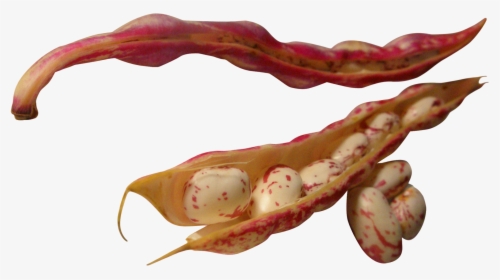 Bean, HD Png Download, Free Download