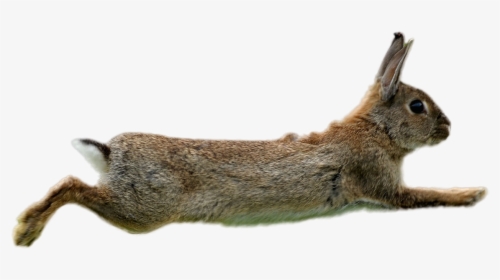 Rabbit Png Image - Rabbit On The Run, Transparent Png, Free Download