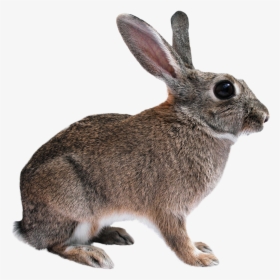 Rabbit Png Image - Animal Images Png, Transparent Png, Free Download