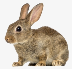 European Rabbit Png Image File - Rabbit With White Background, Transparent Png, Free Download