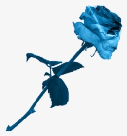 #aesthetic #blue #rose #beautiful - Aesthetic Blue Rose Transparent, HD Png Download, Free Download