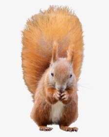 Squirrel Png Image - Red Squirrel Png, Transparent Png, Free Download