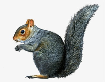 Squirrel Png - Squirrel With No Background, Transparent Png, Free Download