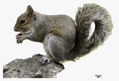 Eastern Gray Squirrel Png, Transparent Png, Free Download