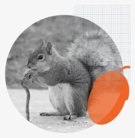 The History Of Squirrel - Squirrel With A Cane, HD Png Download, Free Download