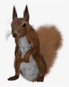Squirrel, HD Png Download, Free Download