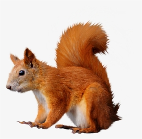 Transparent Squirrel Clipart Png - Transparent Background Red Squirrel Clipart, Png Download, Free Download