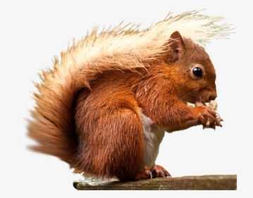 Red Squirrel, HD Png Download, Free Download