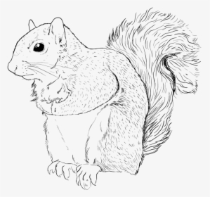 Eastern Gray Squirrel, HD Png Download, Free Download