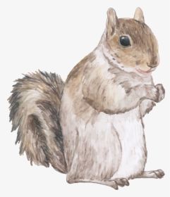 Squirrel Watercolor Cute, HD Png Download, Free Download
