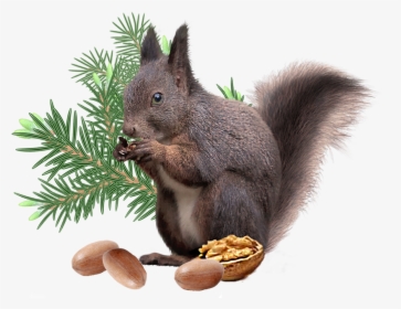 Clip Art Png File Decoration - Fox Squirrel, Transparent Png, Free Download