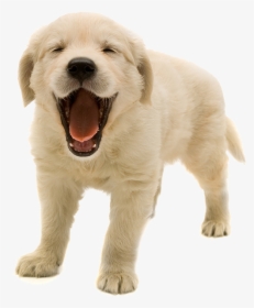 Download Golden Retriever Puppy Png Transparent Image - Golden Retriever Puppy Transparent Background, Png Download, Free Download
