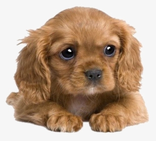 Puppies Png Transparent Image - Adorable Cute Cocker Spaniel Puppies, Png Download, Free Download