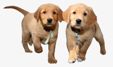 Transparent Puppy - Transparent Background Puppies Png, Png Download, Free Download