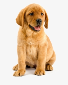 Transparent Labrador Clipart - Transparent Background Lab Puppy Png, Png Download, Free Download