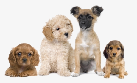 Puppies Transparent Background Png - Puppies Transparent Background, Png Download, Free Download