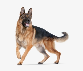 Dog Png - Dog Png For Editing, Transparent Png, Free Download