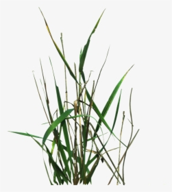 Grass Blade Texture Png - Unity 2d Grass Texture, Transparent Png, Free Download