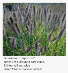 Transparent Tall Grasses Png - Pennisetum Ginger Love, Png Download, Free Download
