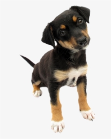 Puppy Dog - Cute Dog Without Background, HD Png Download, Free Download