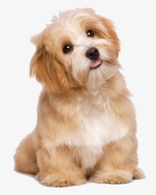 Pet Clipart Hug Dog - Animal Dog, HD Png Download, Free Download