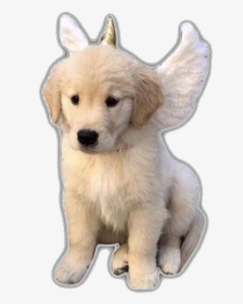 #aesthetic #dogs #dog #puppy #angel #unicorn #freetoedit - Golden Retriever, HD Png Download, Free Download